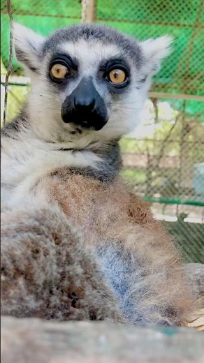 Funny Ring-tailed Lemur Moments | Lemur Catta in Action