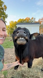 1.3K views · 148 reactions | Cow kisses are the best kisses! ...
