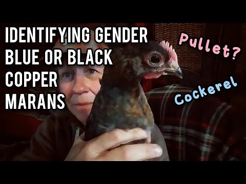 Identifying Gender of Blue or Black Copper Marans - Ann's Tiny Life
