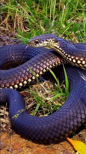 Australian Copperhead Snake | Deadly Beauty of the Wild #snakelovers #snakevideo #naturelovers