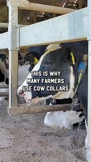 One technology that has revolutionized the way farmers can care for their cows is cow collars! 🐮 These devices can help farmers monitor how much cows eat, catch when cows are starting to feel sick, and help track data on their herd! #Technology #AgricultureTech #NewYork #DairyFarmers #Dairy | New York Dairy
