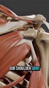 SCM is the prominent muscle running from your sternum and clavicle to your skull. When your head shifts forward relative to your shoulders and your cervical spine extends to keep your eyes level, this muscle adapts by maintaining a contracted state to support the increased leverage demands. Your nervous system interprets this chronic tension as normal, making the muscle resistant to simple stretching. Over time, this creates trigger points and may refer pain to your temples, behind your eyes, an