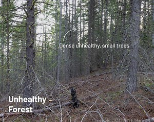 From dense thickets to vibrant, resilient forests 🌲 —see the transformation through John Marshall’s lens! His before-and-after photos reveal how restoration brings sunlight, wildflowers and wildlife back to Washington’s forests. See how restoration is transforming western dry forests: https://nature.ly/4qTpjEA | The Nature Conservancy in WA