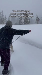 Husky playing in the snow #husky #huskypuppy #huskylove #huskygram #huskylife #huskyphotography #huskypics #huskynation #huskymix #huskylovers #huskyofinstagram #huskylovers #huskydog #huskyworld #huskypuppies #huskypup #huskysofinstagram #huskylovingclub #huskymom #huskysiberiano #huskyoftheday #huskys #huskyreq #huskyproblems #huskypic #huskyfamily #huskypage #huskycute #huskyheaven #HuskyPride | Pup Army