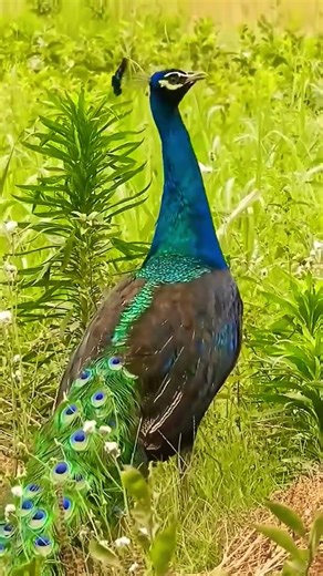 scream of peacocksound🦚#peacocksound #birdsounds #animalsounds #shorts