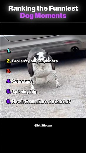 Ranking the Funniest Dog Moments