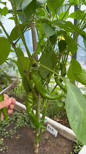 378K views · 11K reactions | Tarrace Garden Harvesting Video #gardening #garden #gardentips #harvesting #gardeninspiration #gardentools #tools | Garden Tips | Facebook