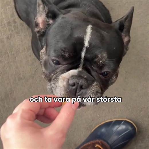 Kämpar din hund med magproblem eller känslig mage? FirstZoo 3-i-1 Probiotika är lösningen du letat efter. Vad gör oss annorlunda? Vi använder den FÖRSTA probiotikan i Sverige som är specifikt designad för moderna hundmatsproblem som veterinärer kämpar med att lösa. Vår trefaldiga approach: 🐾 Prisvinnande bakteriestam – veterinär-utvalda för svensk hundpopulation 🐾 Prebiotisk fiber – näring för goda bakterier 🐾 Digestiva enzymer – bryter ner processad mat effektivt Här är vad våra kunder säger