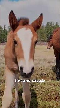 Does Alberta have too many wild horses?