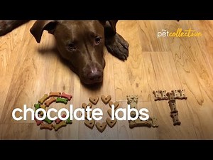 Chocolate Labs