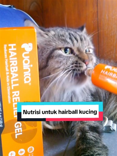 ❌ Kucing sering muntah bola bulu ? ❌ BAB keras, susah pup, atau jadi lemas & tidak nafsu makan ? Sekarang banyak anabul terbantu pakai Hairball Gel Kucing Puainta 🐱✨ Gel ini membantu mengeluarkan hairball , melancarkan pencernaan, dan membuat bulu lebih halus & berkilau . ✔️ Mengurangi muntah bola bulu ✔️ Membantu atasi susah BAB & feses kering ✔️ Mengandung minyak ikan, lesitin, kalsium & vit D3 ✔️ Aman dikonsumsi rutin (usia min. 6 bulan) Cukup kasih 3x seminggu , kucing langsung lahap 😻 Sol