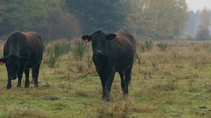Landowners and Conservation: Oregon Spotted Frogs