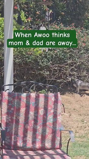 Awoo loves sticks #sticks #foundastick #dogsarefamily #dogsareawesome #dogsandsticks | Tj Pandora Teer