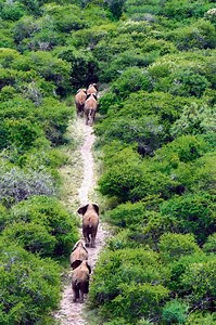 Elephant culling not sustainable, says NPO | Zululand Observer