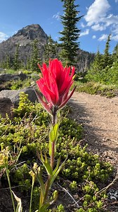 400 Mile Update - OR PCT Unsupported FKT Attempt - Only 57 miles to go!! I made it to mile 400 at 10am on day 14. I am tired and dirty but feeling strong. 📍Ancestral lands of Molalla, Tenino, Grand Ronde, Siletz, Cayuse, Umatilla, and Walla Walla #backpacking #adventure #outside #fastestknowntime #fkt #record #attempt #unsupported #pct #pacificcresttrail #thruhike #camping #oregon #solo #snow #dirty | Thruhikers