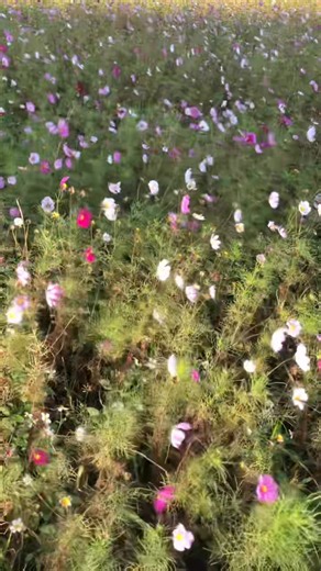 當爸爸5年多的時間 第一次心裡覺得稍微放鬆了一點 不是因為孩子們還在睡的原因 而是回到了成長的老家環境 有爸爸媽媽在的家 清晨趁兄妹倆還在睡 換阿嬤繼續陪伴後 一人獨自去買早餐 經過一片波斯菊花海 彷彿又回到了年輕時 曾經很愛看著它們隨風搖曳的樣子 說不上來的舒服 在當下便更覺得人生要好好把握時間 我們花了很多無數多的時間被生活的人事物雜事綁架 而忘了珍惜流逝的時間與活在當下重要的人 幸福其實就在眼前 只要夠專注在眼下在乎的 ❤️ | Veca Garden-Wire Craft