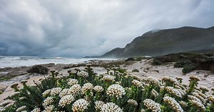 Nature-Based Solutions Are Protecting Cape Town’s Water Supply