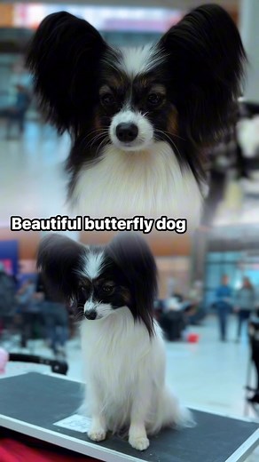 This is a Papillon dog. Its official name is the Continental Toy Spaniel. But it is popularly known as the Butterfly Dog because its ears resemble butterfly wings and fold like wings when moving, which distinguishes it from other dogs. The video shows a beautiful young example of a papillon: Maliband Romashka from the kennel MALIBAND . . . . #собакабабочка #бабочкасобака #папильон #папийон #континентальныйтойспаниель #тойспаниель #тойсобачка #маленькаясобачка #papillon #continentaltoyspaniel #sp