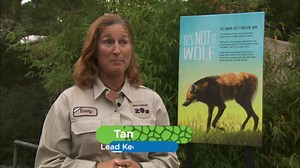 Maned wolves might be the coolest animals you’ve never heard of