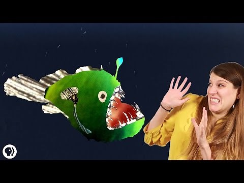 Why Do Deep Sea Creatures Look So Scary?