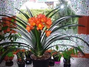 7.4K views · 339 reactions | Sobno cvijeće - Cvijet Klivia - Clivia...