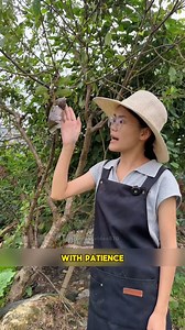 🍑 Step-by-Step Plum Tree Propagation Without Seed #shortsreels #HomeGardening #FruitGarden #healthyfruits #DIYGarden | Morgan Venn