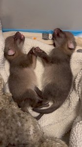 These 12 day old Gray Fox kits came in today after being found under a shed that was being relocated. The finders left the babies in a box for 3 days hoping the mother would come back. What the finders didn’t know is that babies this young cannot thermoregulate and must have an outside heat source. The kits came in cold and appeared to be dead. The old saying “It’s not dead until it’s warm and dead” holds true. After their initial warming, the kits began to move and squeak. They have been rehydr