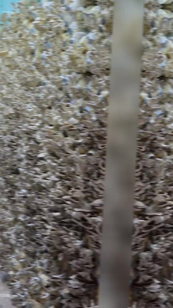 វីដេអូ​របស់ Khmer technology (@khmertechnology2020) ជាមួយ សំឡេងដើម - HunManetfans - Hunmanetfans