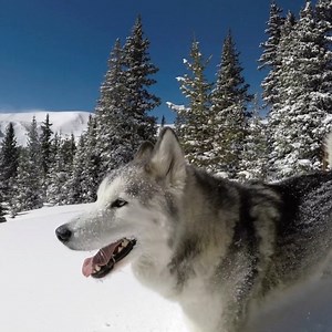 A beautiful sight, as I take flight, Walking in a winter wonderland | Loki the Wolfdog