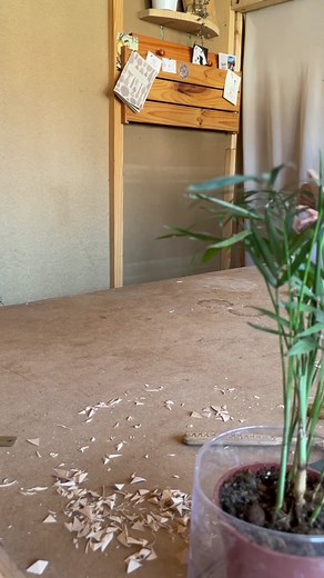 I messed up this carving today’s morning, more detsils on the gram app. I already edited 95% of the video before today sooo… I might as well upload it! A fast paced video Chip Carving on one of the patterns from my Book of Patterns (available in my web, link ➡️ bio). - Video for Patreon and a Youtube one with ASMR woodcarving vibes coming soon! • #WoodBernCarvings #ChipCarving #BookofPatterns #woodworking #woodcarving #woodcraft