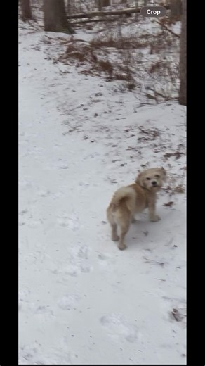My dog wants to rub himself on gross things in the woods. #doglife #winter