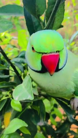 Keep Your Parrot Active with These DIY Enrichment Hacks