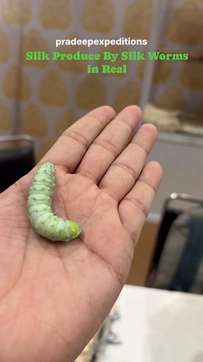 1.2K views · 16 reactions | Silk Production Process displayed through Real Silk Worms in Aatmnirbhar Bharat Utsav at Pragati Maidan #pradeepexpeditions #dji #silk #silkworm #silkworms #pragatimaidan #delhievents #delhievent #exhibition #pragatimaidanexhibition #delhi #aatmnirbharbharat #aatmnirbharbharat❤️ | pradeepexpeditions | Facebook
