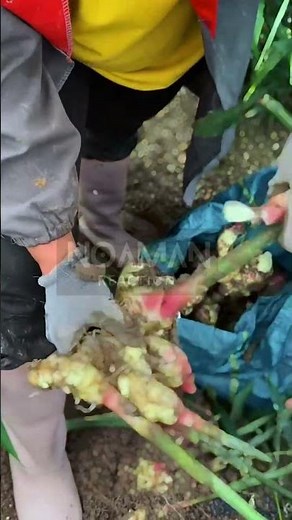 Cleaning Fresh Ginger Roots 🫚