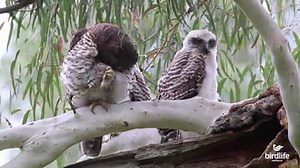 16K views · 1K reactions | This week's #FridayFeature bird is the...