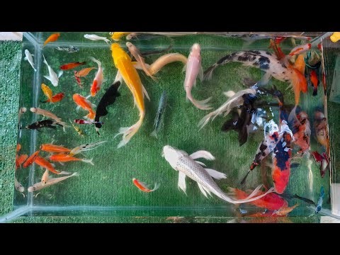 UNBOXING IKAN HIAS, IKAN CUPANG, IKAN KOI, IKAN MAS KOKI, IKAN LELE, MOLLY, GLOFISH, MANFISH #video