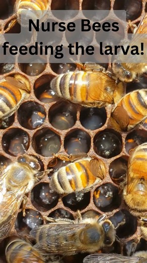 #honebees feeding the larval bees! The #workerbees will feed the developing larva a mixture of honey, nectar, and pollen along with a little bit of royal jelly until they are ready to pupate and turn into mature #bees! #beekeeping | BeensBees