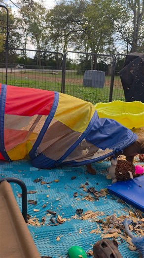 4.3K views · 66 reactions | #redbonesoftiktok #3colorkennel #travelwithsunshine #redbonecoonhounds #team3ck | 3 Color Kennels | Facebook