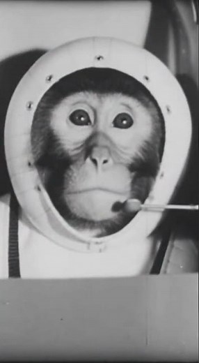 Able 1959–1960 – One of the first animals launched into space