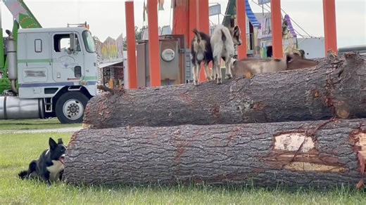 Goat agility in Bad Axe Michigan | The Quack Pack USA