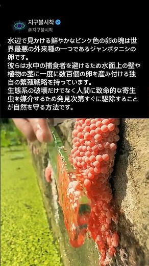 水辺にくっつく綺麗なピンクの卵の鳥肌が立つ正体と致命的な毒性
