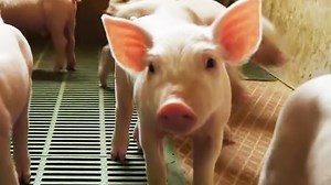 Meet the scientists who created the first human-pig hybrid