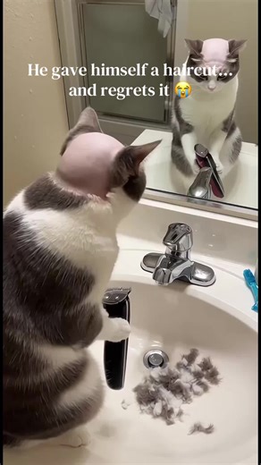 Funny Cat Haircut Fails That Will Make You Laugh