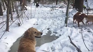 17 reactions · 4 comments | Special adventure with Matt | Tail Blazers University-TBU | Facebook