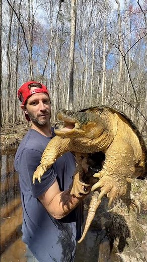 BIG Common Snapping turtle almost bites camera! #turtle #wildlife