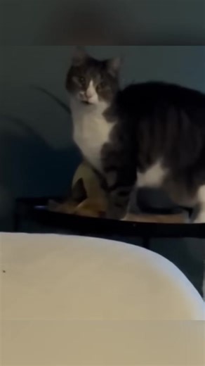 ‏Funny cats for better Friday! #cat #cats #catsoftiktok #catlover