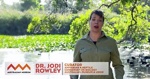 23K views · 234 reactions | Our frogs need your help! A rare chance to meet one of the country’s leading frog experts, Dr Jodi Rowley at the Canning River Eco Education Centre as she launches FrogID in WA! Join us for a sausage sizzle and learn why frogs are important and why we should count them. After the talk you will go on a frog walk led by CREEC representatives. | Australian Museum | Facebook