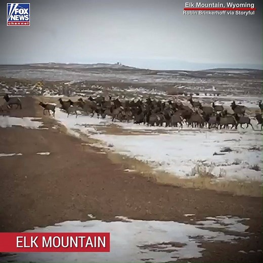 MAJESTIC: Footage described as showing a herd of elk was captured on camera crossing a snow-dotted Wyoming plain near the aptly named Elk Mountain. | Fox News