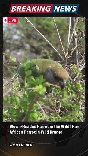 Blown Headed Parrot in the Wild Rare African Parrot in Wild Kruger