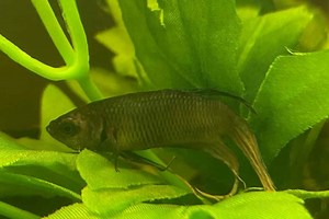 Fish Columnaris: Causes, Symptoms & Treatment - Fish Article